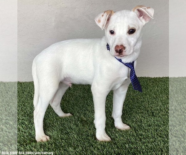 Medium Photo #3 Boxador Puppy For Sale in San Diego, CA, USA