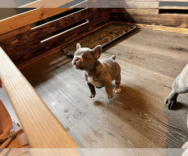 Medium Photo #5 French Bulldog Puppy For Sale in DELTA, CO, USA