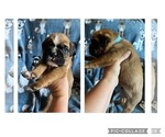Puppy 2 Boxer