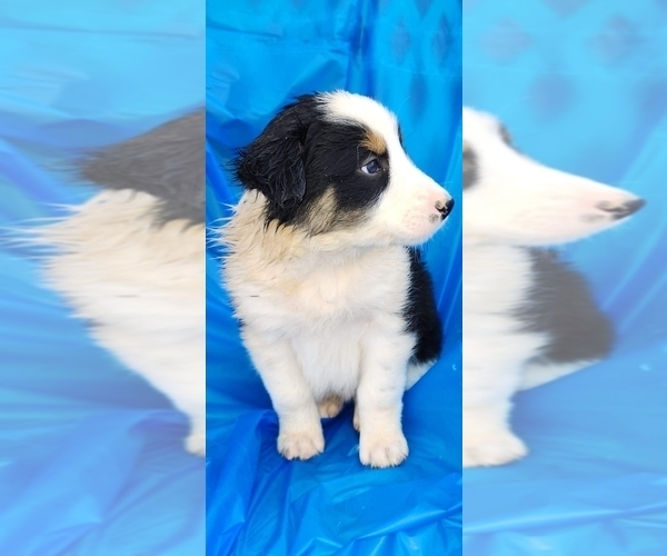 Medium Photo #3 Border Collie Puppy For Sale in BOWLING GREEN, KY, USA