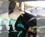 Small Photo #2 Labrador Retriever Puppy For Sale in Scottsboro, AL, USA