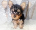 Small Photo #9 Yorkshire Terrier Puppy For Sale in MORENO VALLEY, CA, USA