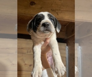 German Shorthaired Pointer-Great Pyrenees Mix Puppy for sale in VINTON, IA, USA