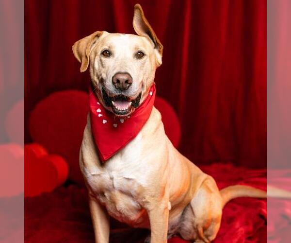 Medium Photo #2 Labrador Retriever-Unknown Mix Puppy For Sale in Camarillo, CA, USA