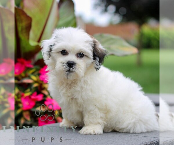 Medium Photo #2 Zuchon Puppy For Sale in GORDONVILLE, PA, USA