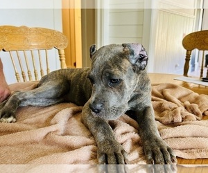 Cane Corso Puppy for sale in ANSON, TX, USA