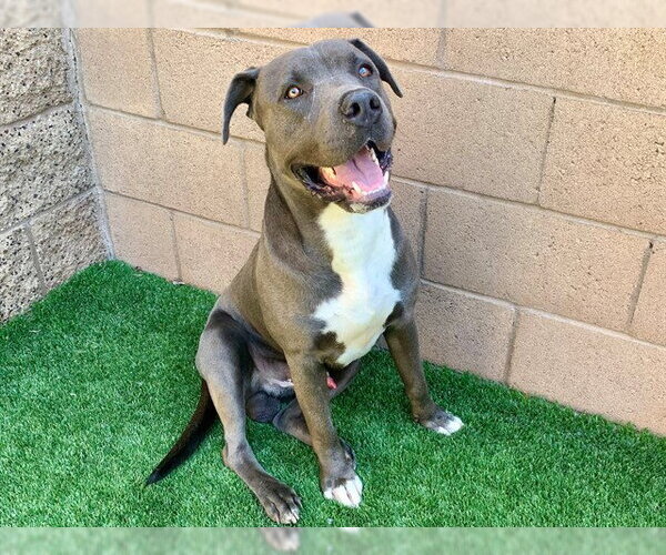 Medium Photo #1 Mutt Puppy For Sale in Moreno Valley, CA, USA