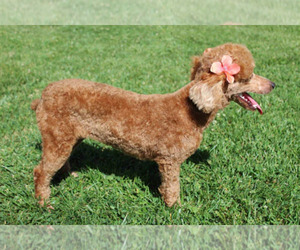 Mother of the Poodle (Miniature) puppies born on 02/18/2024