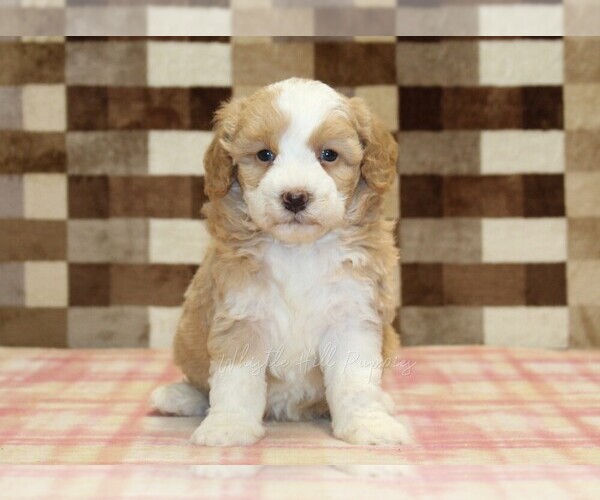 Medium Photo #3 Bernedoodle (Miniature) Puppy For Sale in DENVER, PA, USA