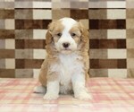 Small #2 Bernedoodle (Miniature)