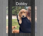 Puppy Dobby Golden Retriever