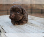 Image preview for Ad Listing. Nickname: Kias puppies