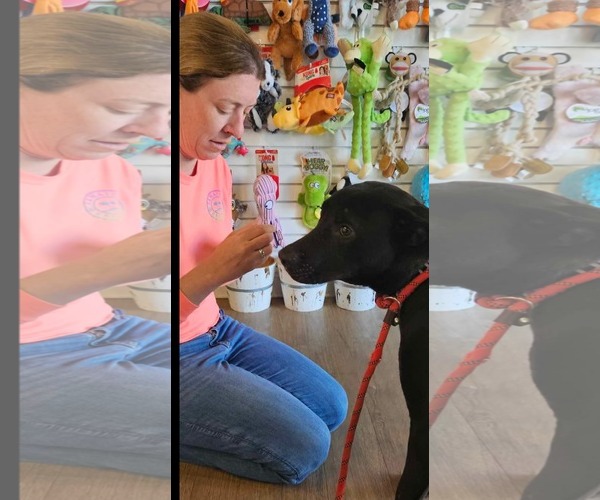 Medium Photo #5 Labrador Retriever-Unknown Mix Puppy For Sale in Woodbury, NY, USA
