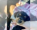 Small Photo #1 Cavapoo-Yorkshire Terrier Mix Puppy For Sale in EL RENO, OK, USA