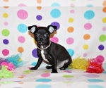 Small #1 Chihuahua