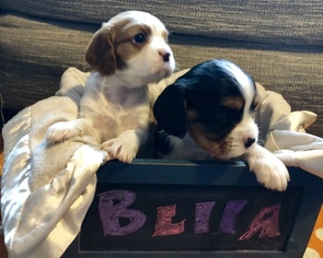 Cavalier King Charles Spaniel Puppy for sale in STROUDSBURG, PA, USA