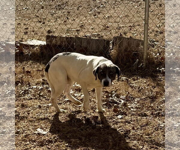 Medium Photo #1 Mutt Puppy For Sale in Sparta, TN, USA