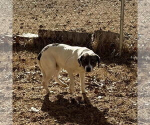 Mutt Dogs for adoption in Sparta, TN, USA