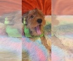 Small #8 Yorkshire Terrier