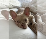 Small #1 French Bulldog