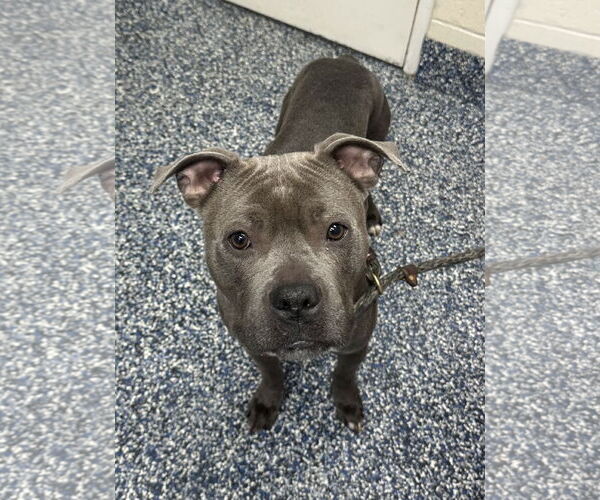 Medium Photo #4 American Pit Bull Terrier Puppy For Sale in Jackson , NJ, USA
