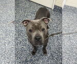 Small #3 American Pit Bull Terrier