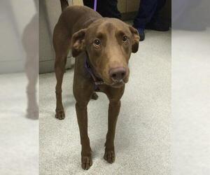 Doberman Pinscher Dogs for adoption in Riverside, CA, USA
