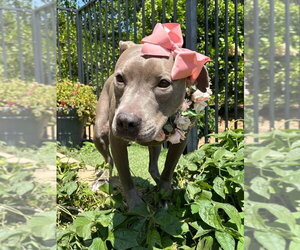 Harper - Female American Pit Bull Terrier-Unknown Mix Dog for Adoption - Photo #7