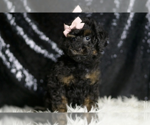 Medium Photo #6 Poodle (Toy) Puppy For Sale in WARSAW, IN, USA