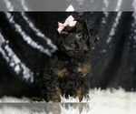 Small #5 Poodle (Toy)