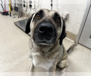 Anatolian Shepherd-Unknown Mix Dogs for adoption in Grand Prairie, TX, USA