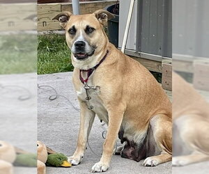 Mutt Dogs for adoption in St. Louis Park, MN, USA