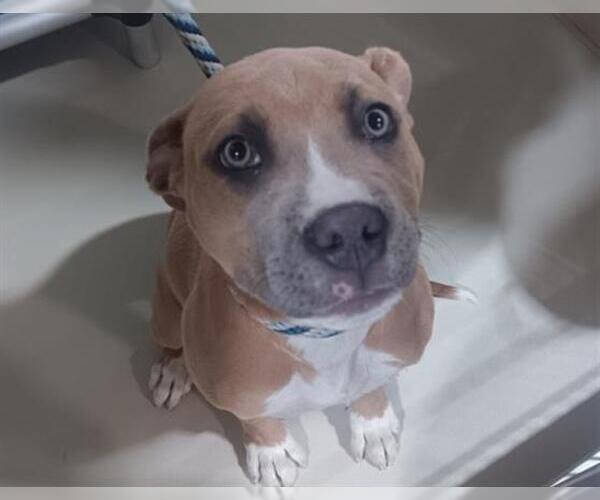 Medium Photo #1 Mutt Puppy For Sale in Bakersfield, CA, USA