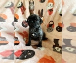 Small Photo #12 Pug Puppy For Sale in CLINTON, MI, USA
