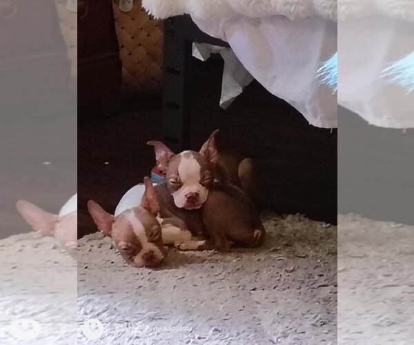 Medium Photo #2 Boston Terrier Puppy For Sale in MABLETON, GA, USA
