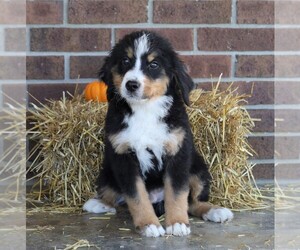 Bernese Mountain Dog Puppy for sale in FREDERICKSBG, OH, USA