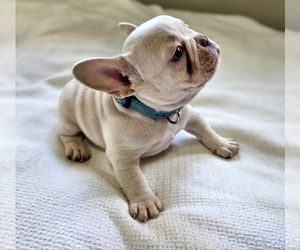 French Bulldog Puppy for sale in BAKERSFIELD, CA, USA