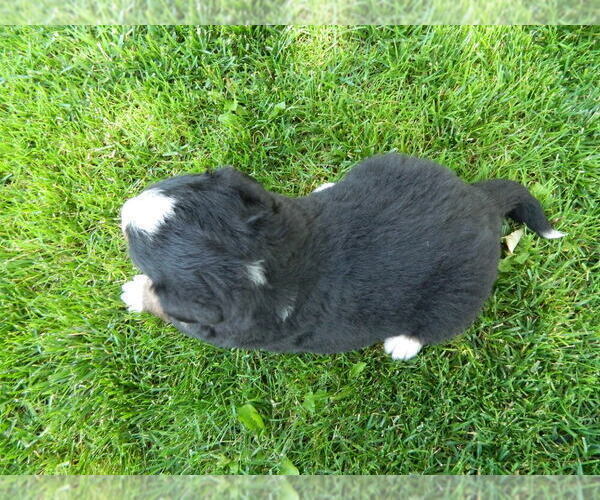 Medium Photo #4 Bernese Mountain Dog Puppy For Sale in CLARE, MI, USA