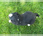 Small #2 Bernese Mountain Dog