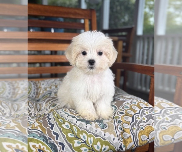 Medium Photo #7 Mal-Shi Puppy For Sale in NOBLESVILLE, IN, USA