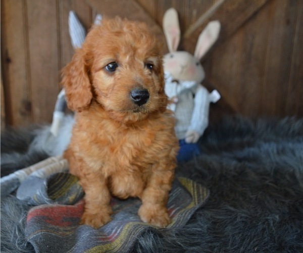 Medium Photo #6 Goldendoodle Puppy For Sale in HONEY BROOK, PA, USA