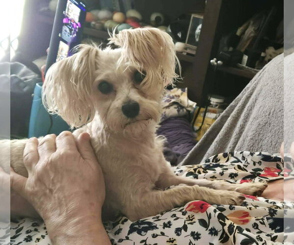 Medium Photo #2 Maltese-Unknown Mix Puppy For Sale in Westmont, IL, USA