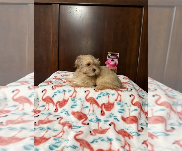 Medium Photo #1 Mal-Shi Puppy For Sale in BENSON, NC, USA