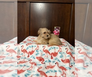 Mal-Shi Puppy for sale in BENSON, NC, USA