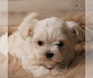 Maltese Puppy for sale in LADYSMITH, WI, USA