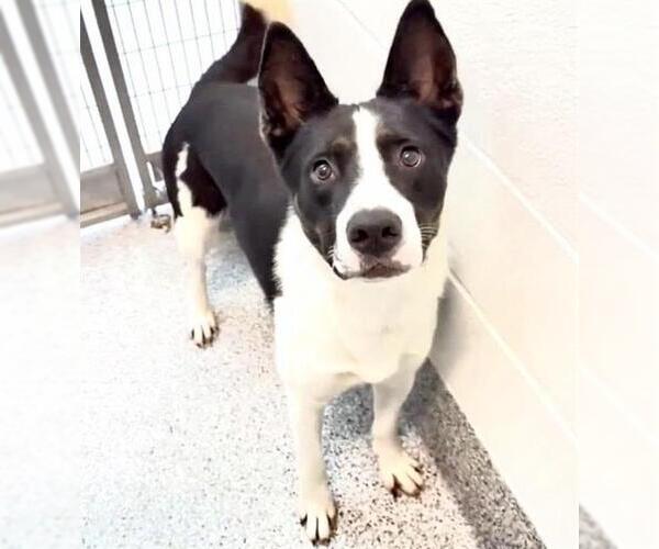 Medium Photo #3 Border Collie-Unknown Mix Puppy For Sale in Houston, TX, USA