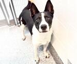 Small Photo #3 Border Collie-Unknown Mix Puppy For Sale in Houston, TX, USA