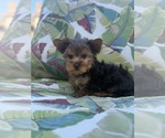 Small #2 Yorkshire Terrier