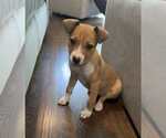 Small #4 Boxer Mix