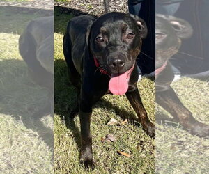 Miranda - Female Labrador Retriever-Unknown Mix Dog for Adoption - Photo #15